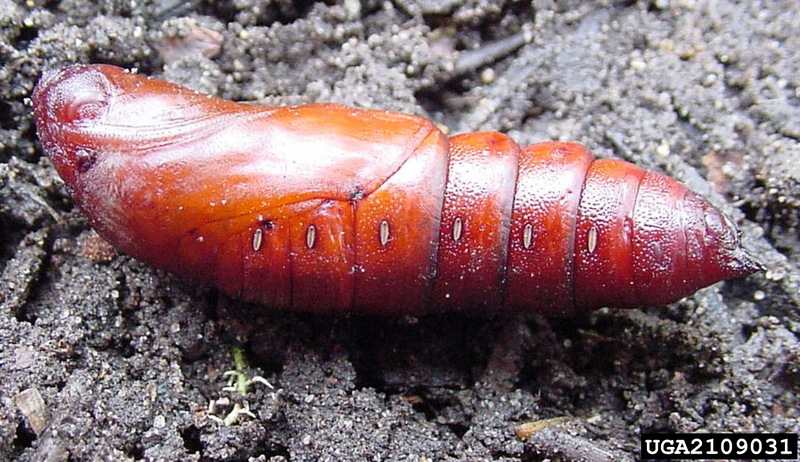 Catalpa Sphinx (Ceratomia catalpae) pupa {!--박각시나방류 번데기-->; DISPLAY FULL IMAGE.