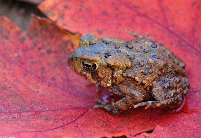 American Toad (Bufo americanus); DISPLAY FULL IMAGE.