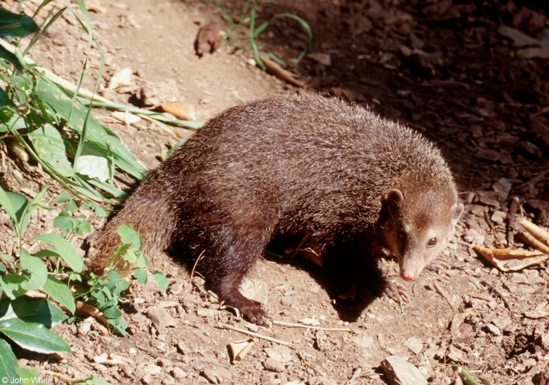 Cusimanse (Crossarchus obscurus) 123; DISPLAY FULL IMAGE.