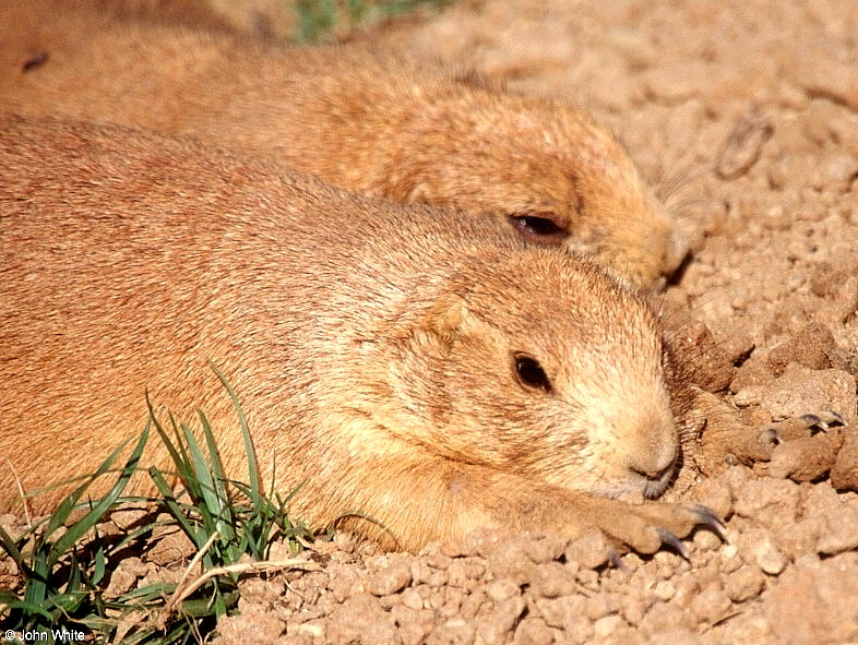 Cynomys ludovicianus (Black-tailed Prairie Dog)2045; DISPLAY FULL IMAGE.