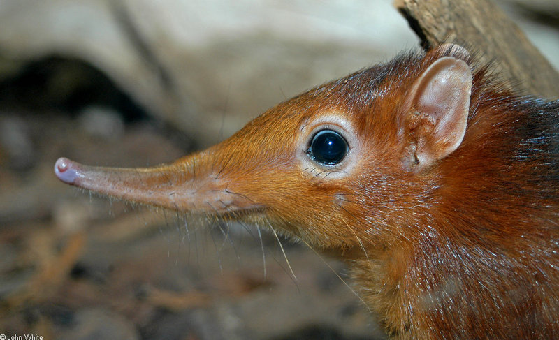 Giant Elephant Shrew (Rhynchocyon petersi)001; DISPLAY FULL IMAGE.