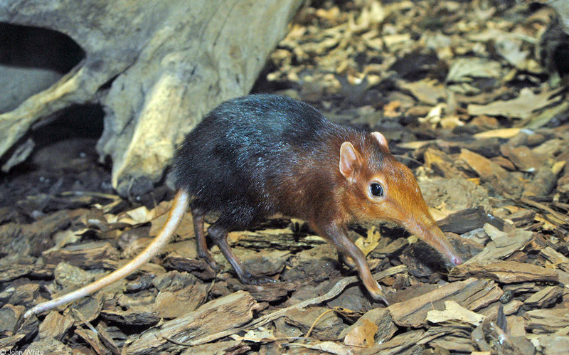 Giant Elephant Shrew (Rhynchocyon petersi)003; DISPLAY FULL IMAGE.