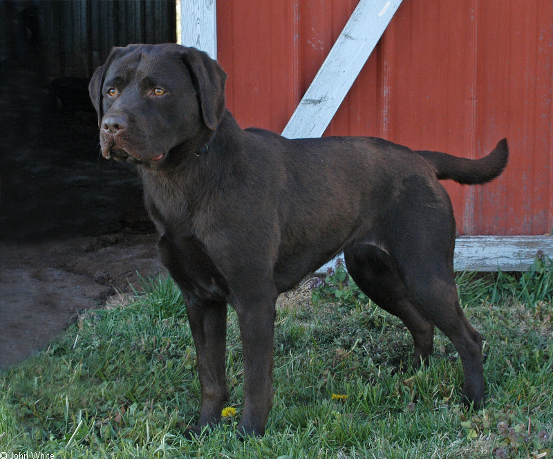 Labrador Retriever 001; DISPLAY FULL IMAGE.