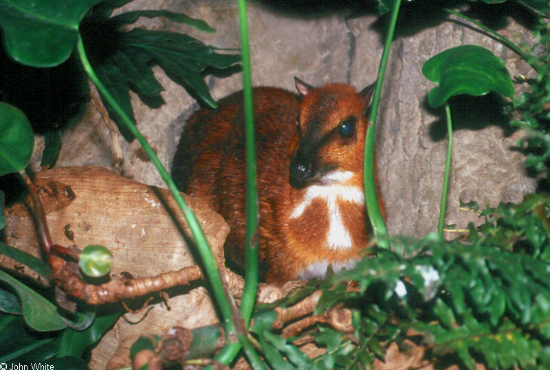 Larger Malay Chevrotain [a.k.a. Mouse Deer] (Tragulus napu)420; DISPLAY FULL IMAGE.