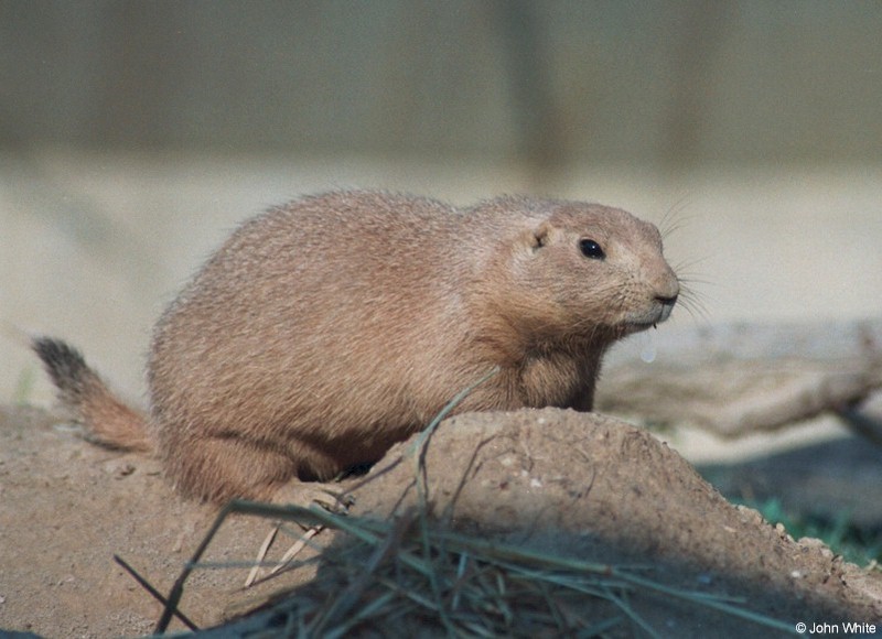 Prairie Dog 602; DISPLAY FULL IMAGE.