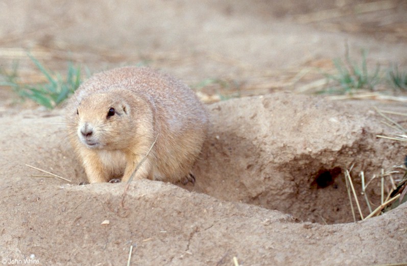 Prairie Dog 700; DISPLAY FULL IMAGE.