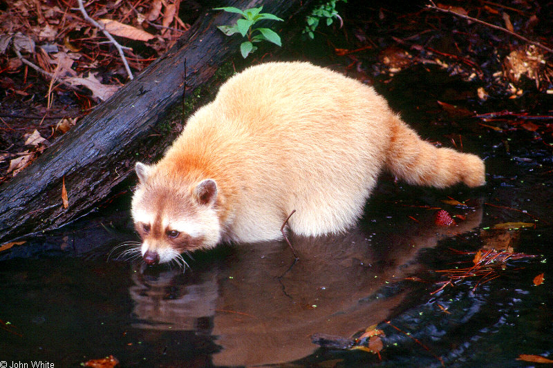 Raccoon (Procyon lotor) - blond0002; DISPLAY FULL IMAGE.