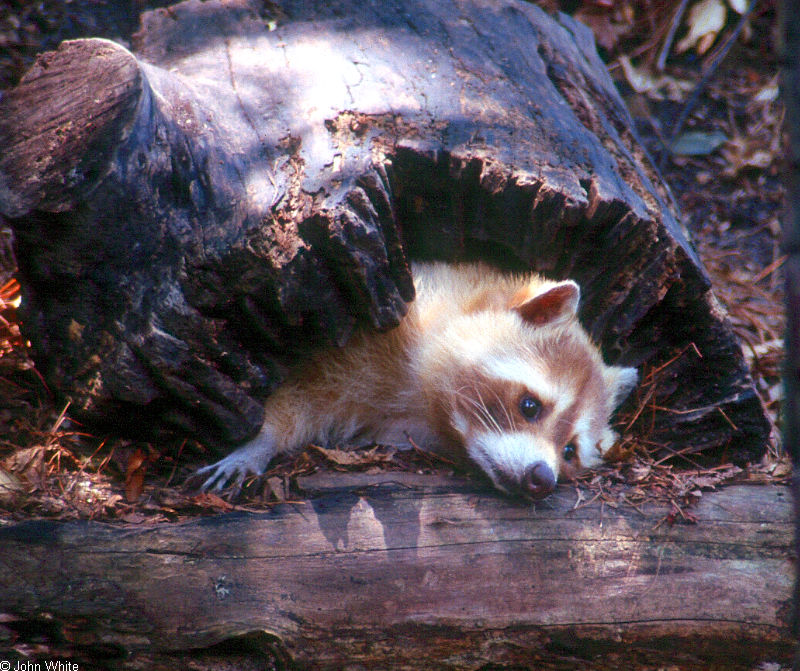 Raccoon (Procyon lotor) - blond0004; DISPLAY FULL IMAGE.