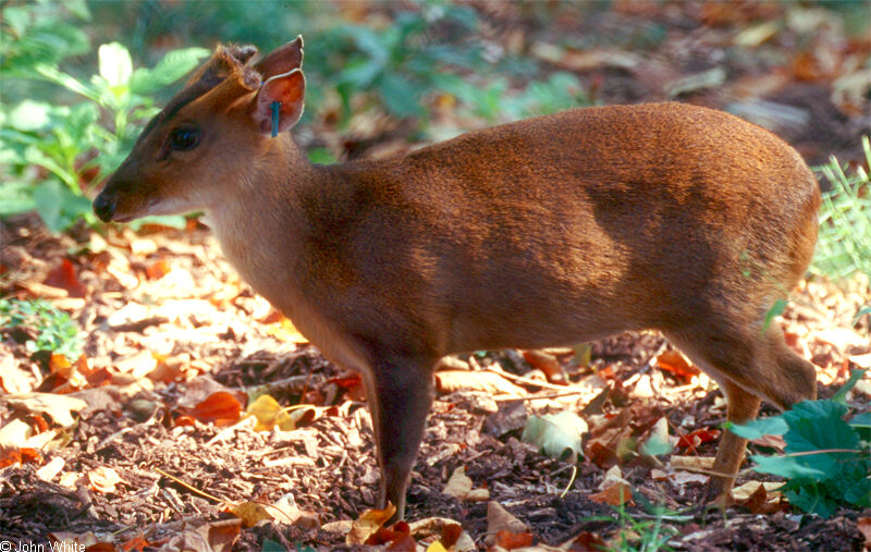 Reeves' Muntjac (Muntiacus reevesi)0004; DISPLAY FULL IMAGE.