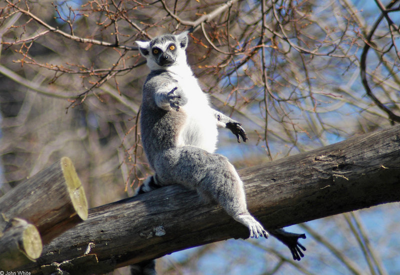 Ring Tailed Lemur (Lemur catta)267; DISPLAY FULL IMAGE.