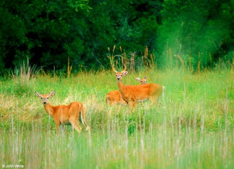 White-tailed Deer 00ert3; DISPLAY FULL IMAGE.