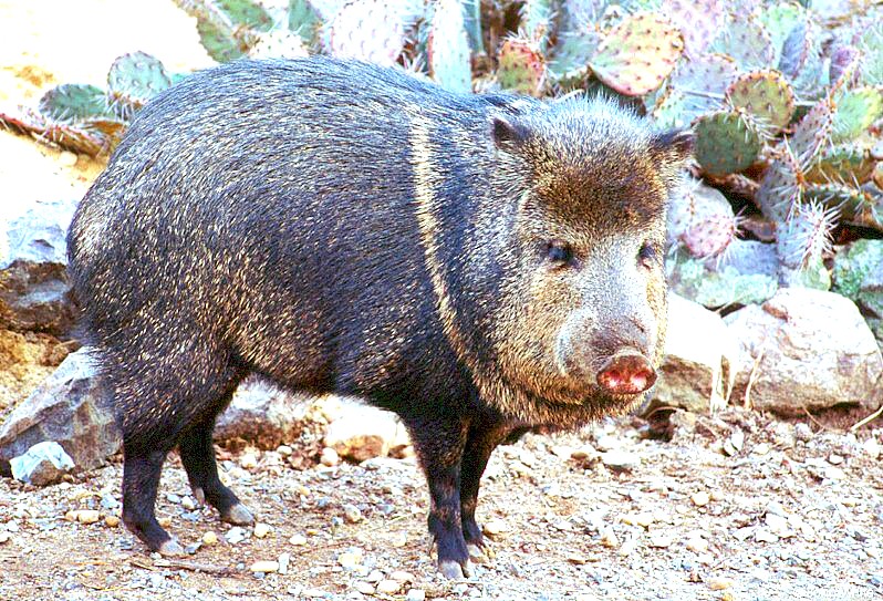 collared peccary 2; DISPLAY FULL IMAGE.