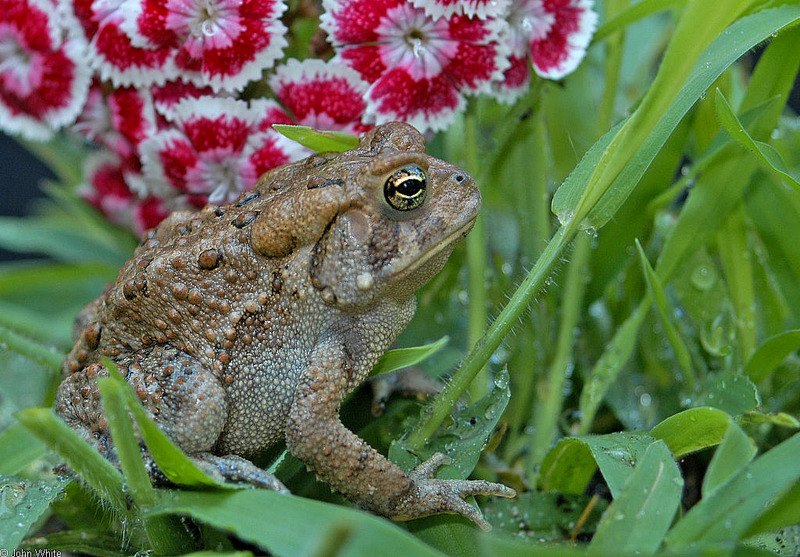 American Toad rnwr; DISPLAY FULL IMAGE.