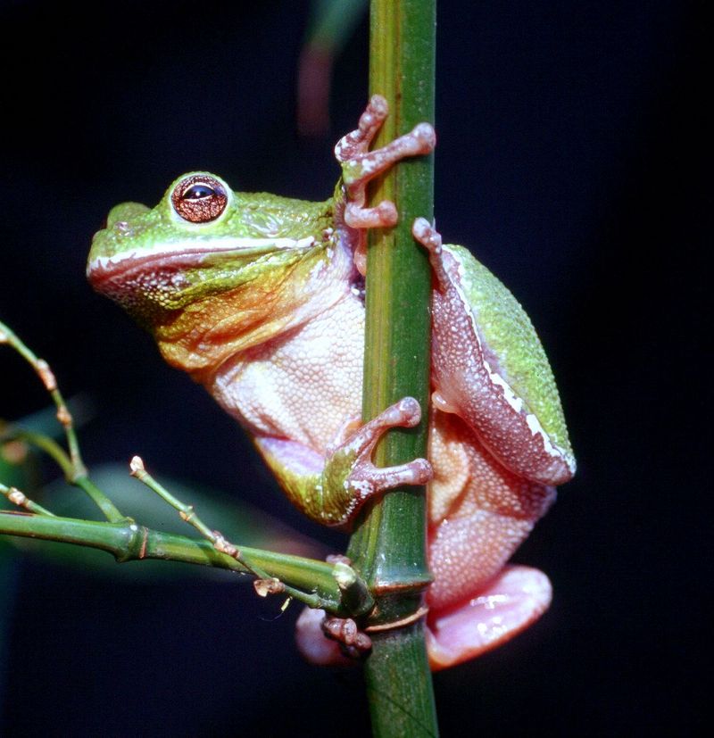Barking Treefrog (Hyla gratiosa)1237; DISPLAY FULL IMAGE.