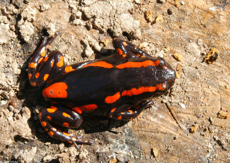 Fire Walking Frog or Red-banded Rubber Frog (Phrynomantis bifasciatus)052; DISPLAY FULL IMAGE.