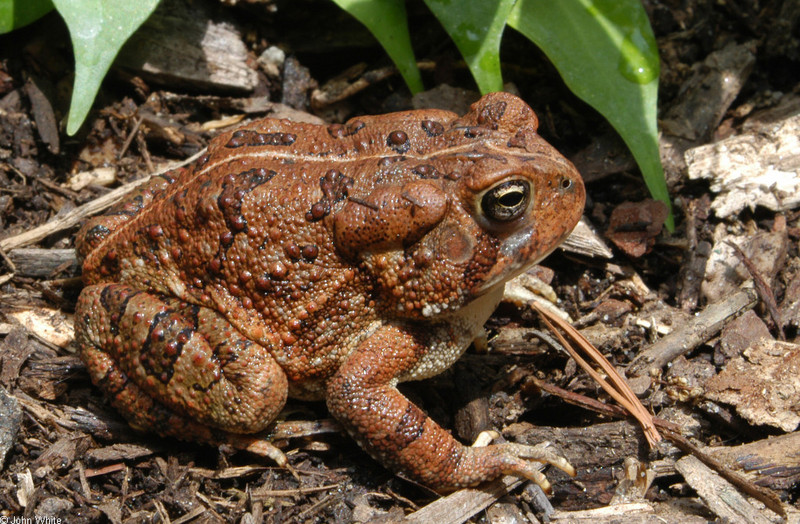 Fowler's Toad (Bufo fowleri)2; DISPLAY FULL IMAGE.