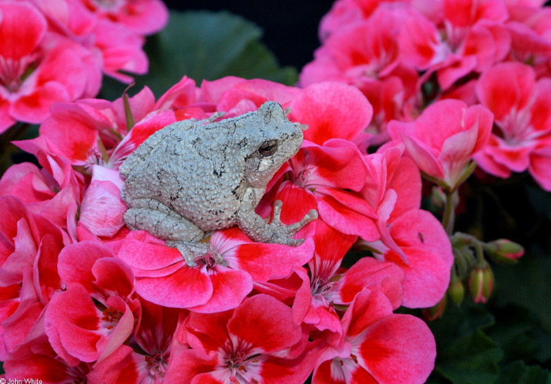Gray Treefrog (Hyla versicolor)sm; DISPLAY FULL IMAGE.