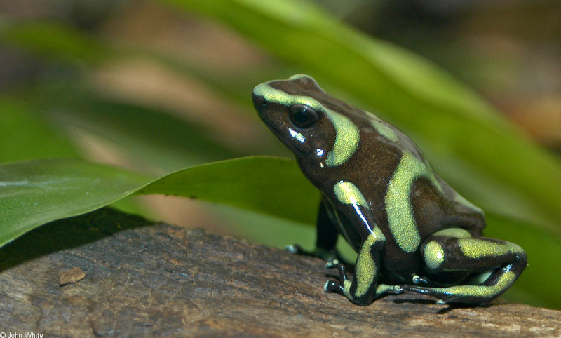 Green and Black Poison Dart Frog (Dendrobates auratus)002; DISPLAY FULL IMAGE.