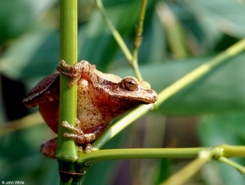 Northern Spring Peeper (Pseudacris crucifer crucifer)1297; DISPLAY FULL IMAGE.