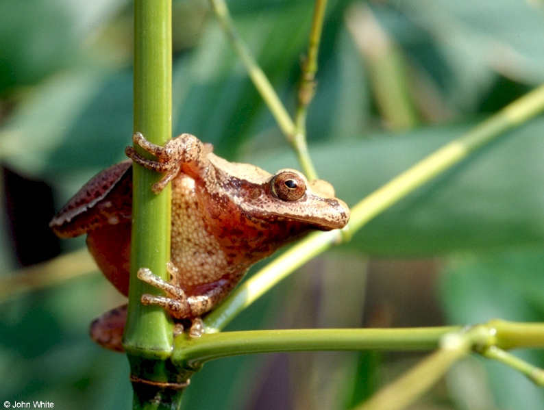 Northern Spring Peeper (Pseudacris crucifer crucifer)1303; DISPLAY FULL IMAGE.