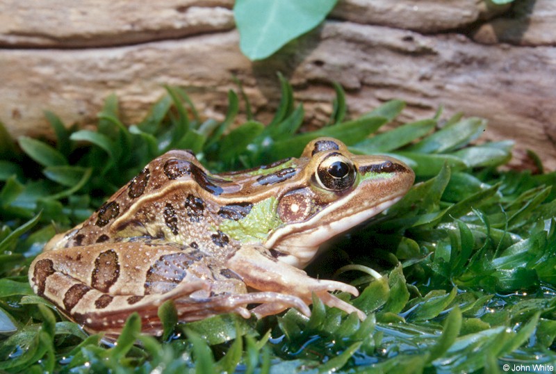 Southern Leopard Frog (Rana  utricularia)1309; DISPLAY FULL IMAGE.