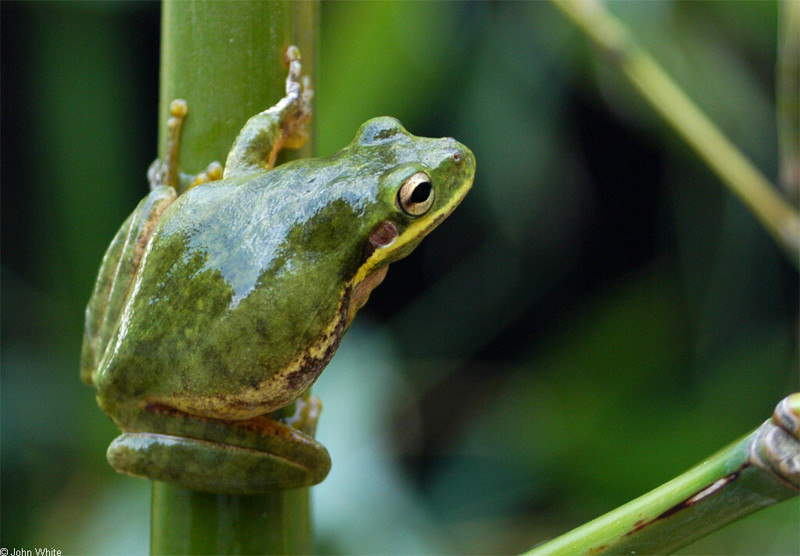 Squirrel Treefrog (Hyla squirella)005; DISPLAY FULL IMAGE.