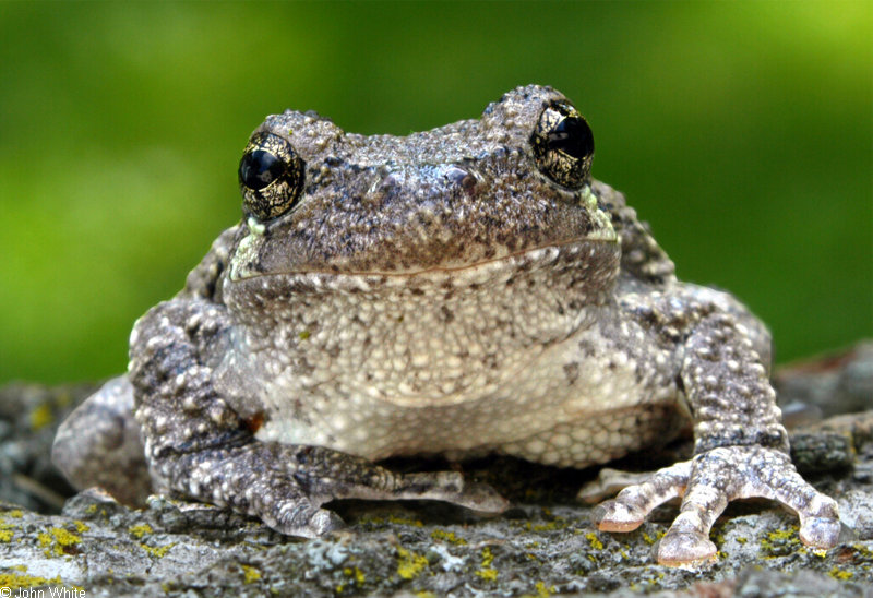 gray treefrog1-800x600; DISPLAY FULL IMAGE.