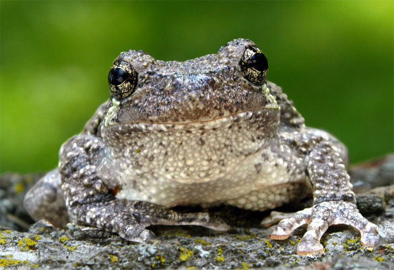 gray treefrog1_1024x768; DISPLAY FULL IMAGE.