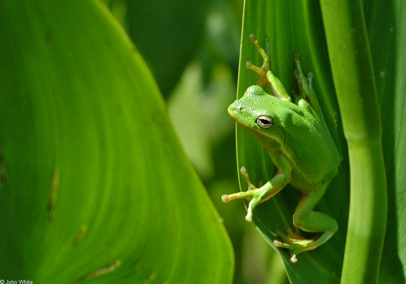 green treefrog 0009; DISPLAY FULL IMAGE.