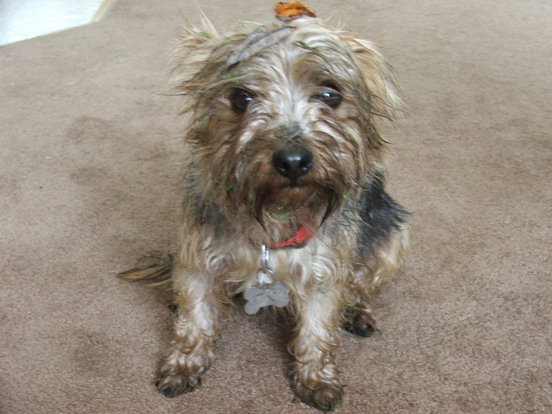 Post Bath Defiance - totally forgiven!; DISPLAY FULL IMAGE.