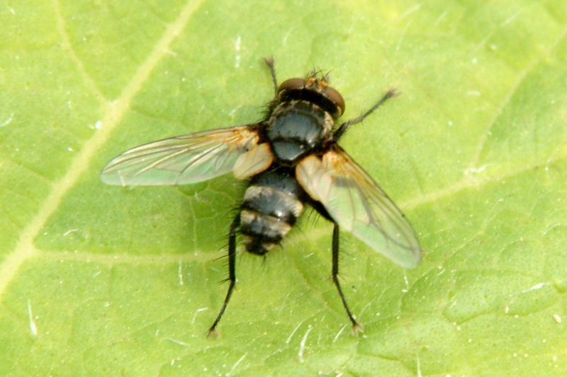 Fly (Species Unidentified); DISPLAY FULL IMAGE.