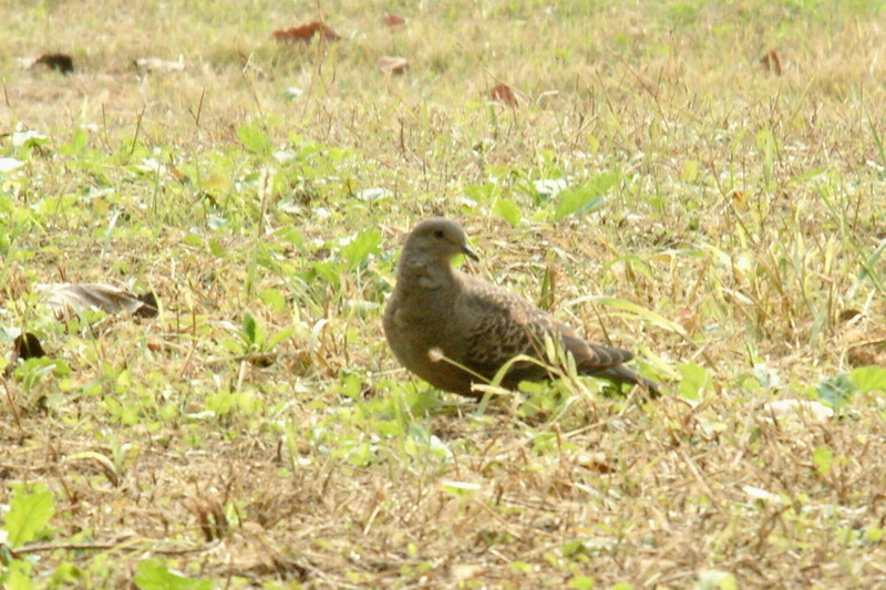 Oriental Turtle Dove (Streptopelia orientalis) {!--멧비둘기-->; DISPLAY FULL IMAGE.