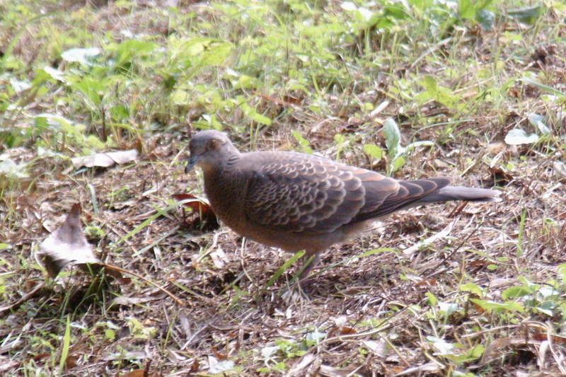 Oriental Turtle Dove (Streptopelia orientalis) {!--멧비둘기-->; DISPLAY FULL IMAGE.