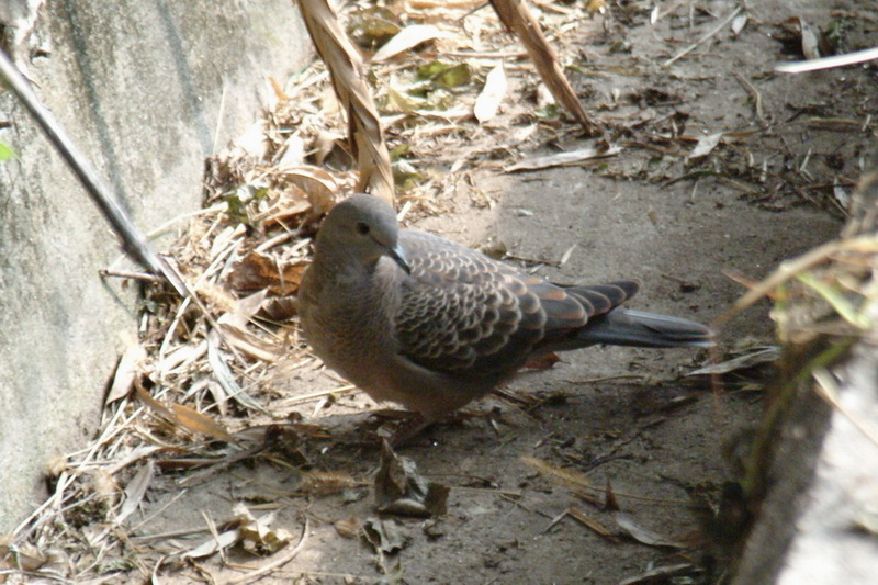 Oriental Turtle Dove (Streptopelia orientalis) {!--멧비둘기-->; DISPLAY FULL IMAGE.