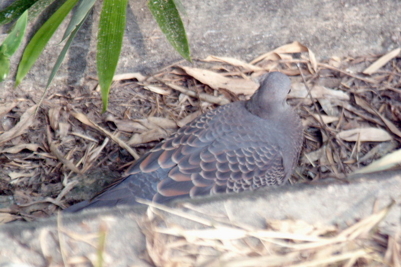 Oriental Turtle Dove (Streptopelia orientalis) {!--멧비둘기-->; DISPLAY FULL IMAGE.