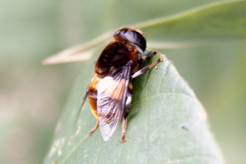 Large Hoverfly (species unidentified); DISPLAY FULL IMAGE.