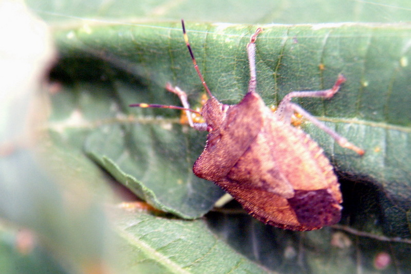 Stinkbug (Species Unidentified); DISPLAY FULL IMAGE.