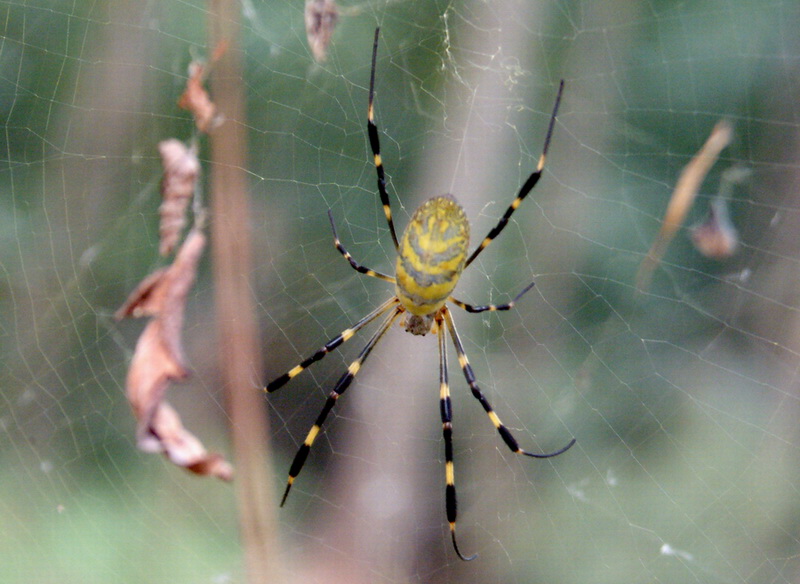 Nephila clavata (Golden Orb-web Spider) {!--무당거미-->; DISPLAY FULL IMAGE.