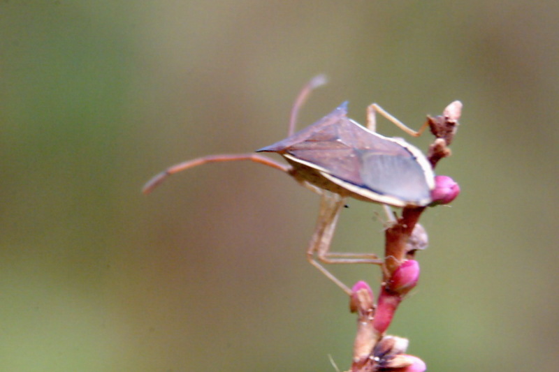 Cletus punctiger (Squash bug) {!--시골가시허리노린재-->; DISPLAY FULL IMAGE.