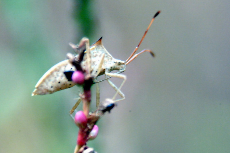 Cletus punctiger (Squash bug) {!--시골가시허리노린재-->; DISPLAY FULL IMAGE.