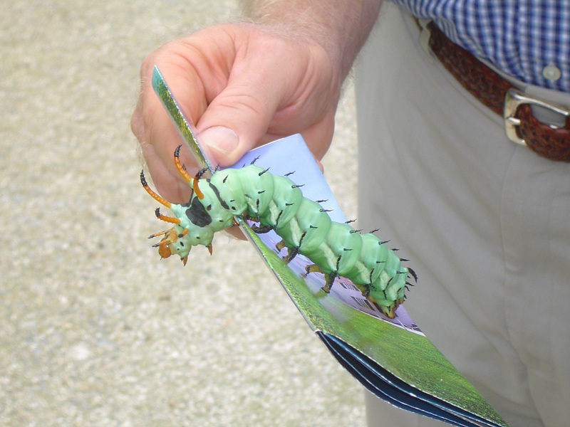 Hickory Horned Devil (Citheronia regalis) {!--황제호두나방 애벌레-->; DISPLAY FULL IMAGE.