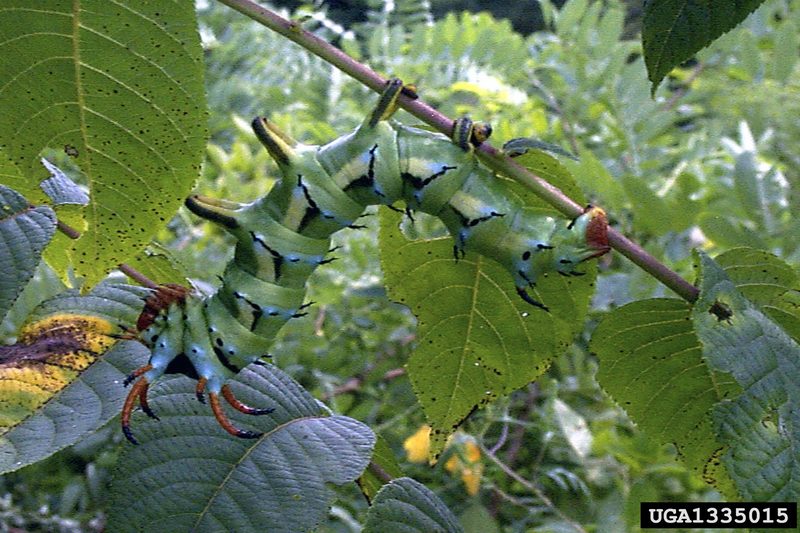 Hickory Horned Devil (Citheronia regalis) {!--황제호두나방 애벌레-->; DISPLAY FULL IMAGE.