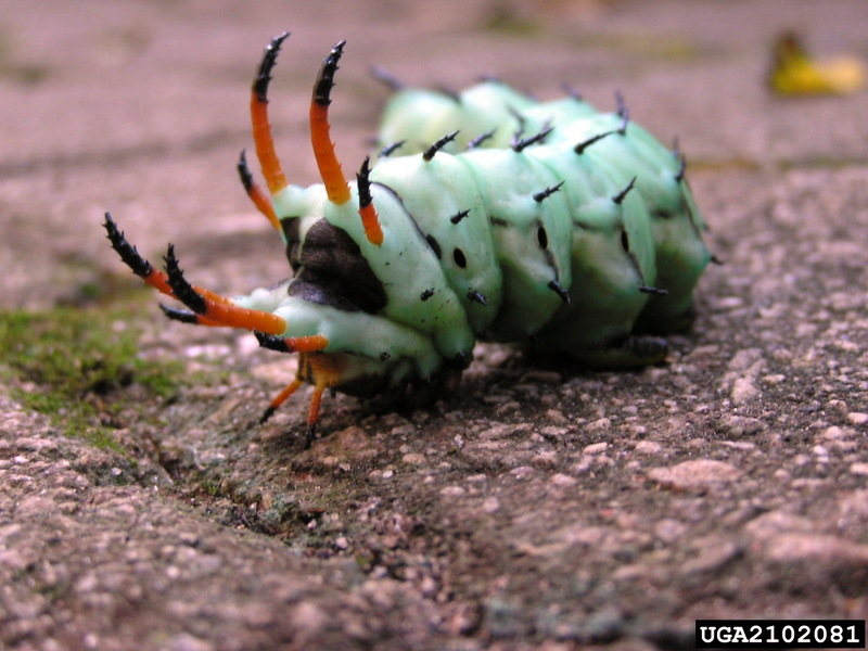 Hickory Horned Devil (Citheronia regalis) {!--황제호두나방 애벌레-->; DISPLAY FULL IMAGE.