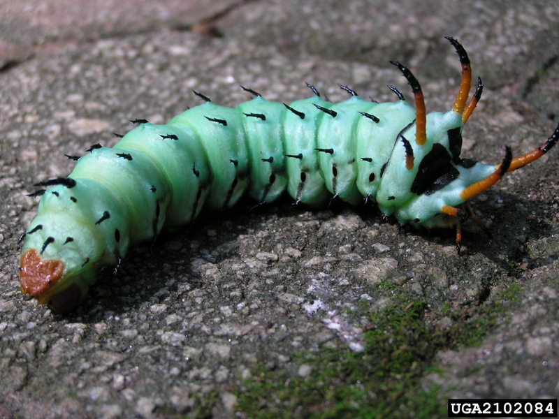 Hickory Horned Devil (Citheronia regalis) {!--황제호두나방 애벌레-->; DISPLAY FULL IMAGE.