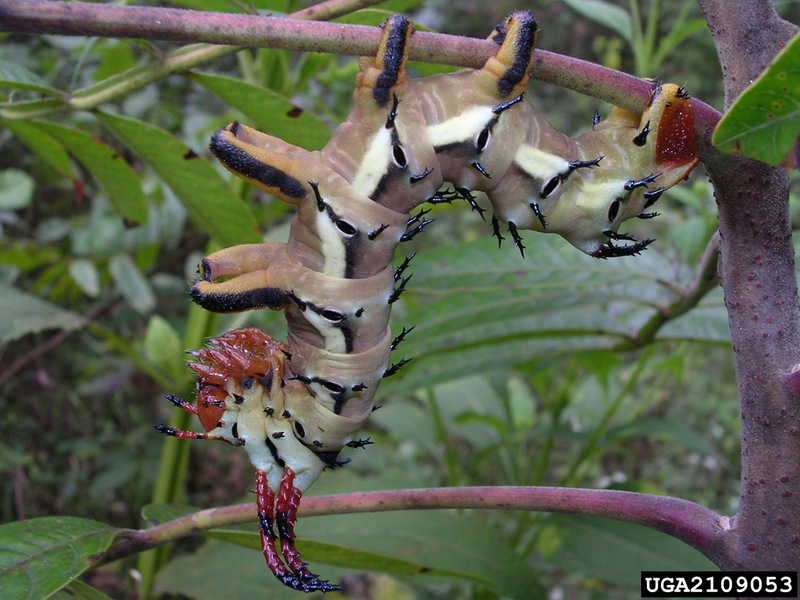 Hickory Horned Devil (Citheronia regalis) {!--황제호두나방 애벌레-->; DISPLAY FULL IMAGE.