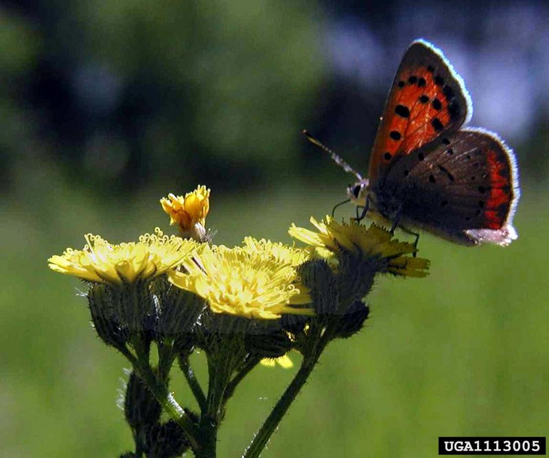 Small Copper Butterfly (Lycaena phlaeas) {!--작은주홍부전나비-->; DISPLAY FULL IMAGE.