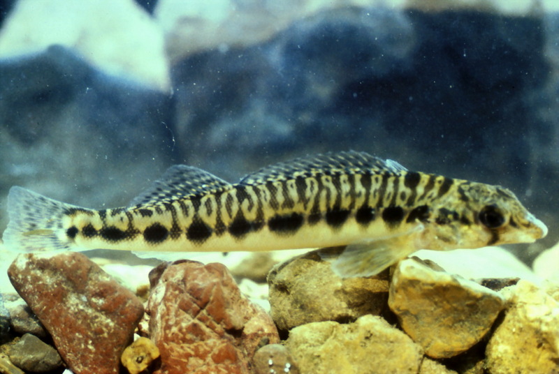 Blotchside Darter (Percina burtoni) {!--북미산 민물농어류-->; DISPLAY FULL IMAGE.