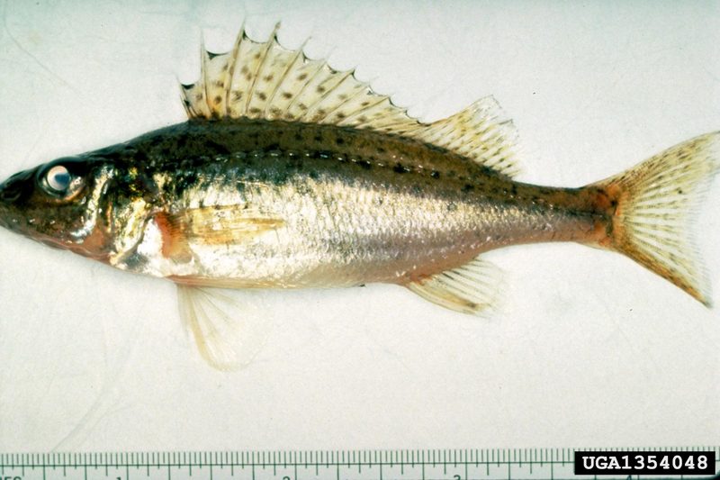 Eurasian Ruffe (Gymnocephalus cernuus) {!--유럽산 민물농어류-->; DISPLAY FULL IMAGE.