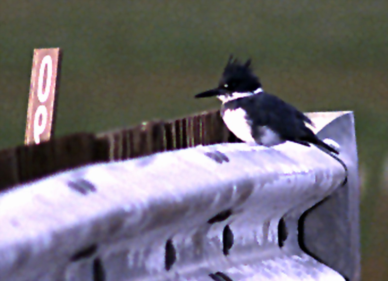 [Crop] Belted Kingfisher (Ceryle alcyon) {!--아메리카뿔호반새-->; DISPLAY FULL IMAGE.