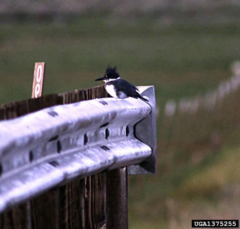 Belted Kingfisher (Ceryle alcyon) {!--아메리카뿔호반새-->; DISPLAY FULL IMAGE.